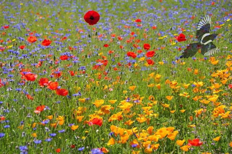 « Fleur » en langage des Oiseaux
