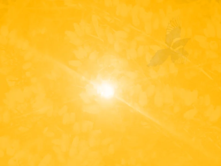 Créer des Matins d’été 365 jours par an