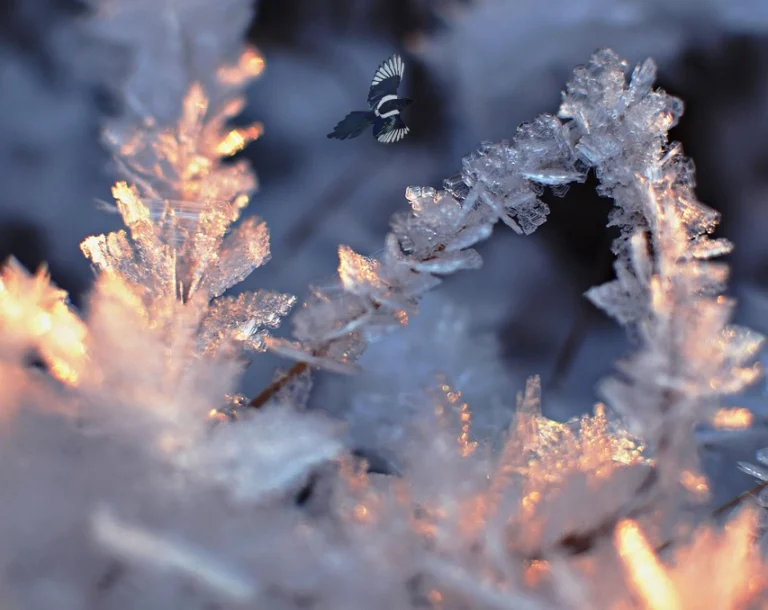 L’Hiver est une saison de Création analogique